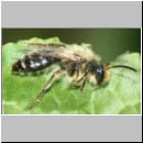Andrena flavipes - Sandbiene 05 - OS-Hasbergen-Lehmhuegel det.jpg